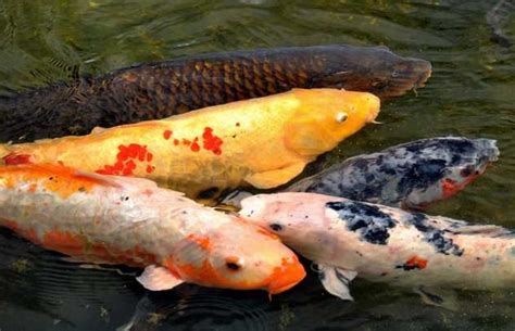 養幾條魚最好